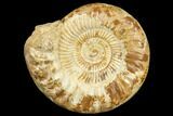 Jurassic Ammonite (Perisphinctes) - Madagascar #126066-1